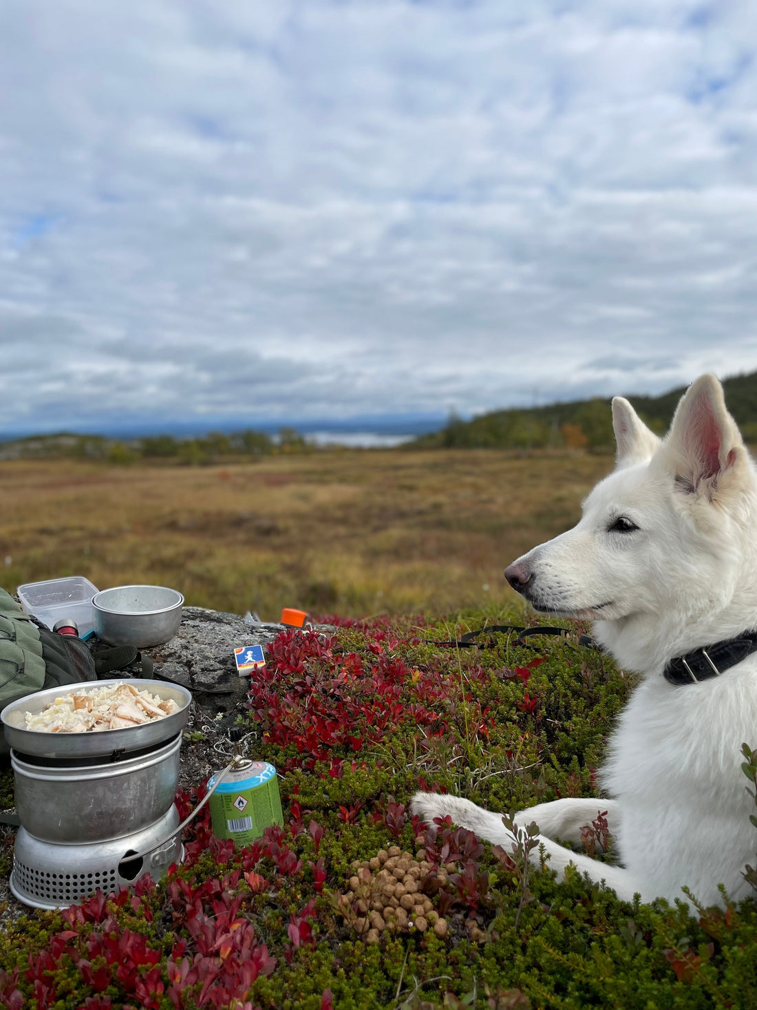 Vit Herdehund Stormkök Handölsforsen Jämtland 